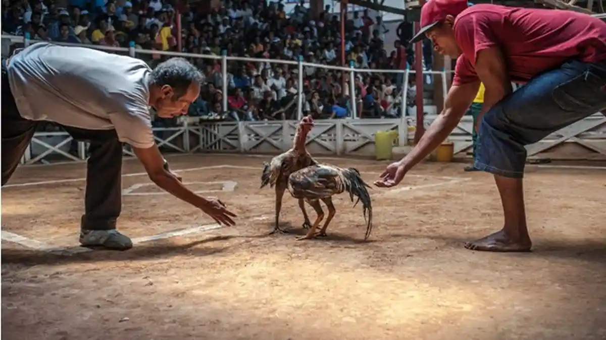 gambar dari Tips Bertaruh di Sabung Ayam